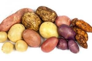 Potato-Varieties-Breedint and varieties