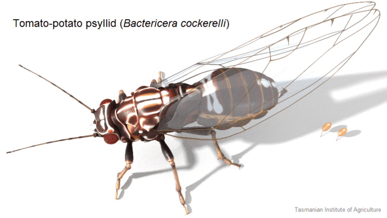 (Source: Tasmanian Institute of Agriculture)