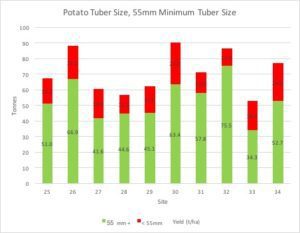 Bar chart showing potato tuber size and yield by site