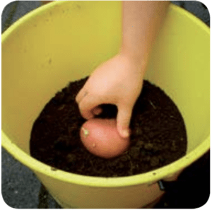 Growing potatoes in a bucket