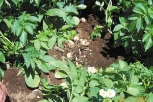Potato plants with visible freshly dug potatoes in soil