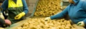 Workers sorting potatoes on a conveyor belt in factory