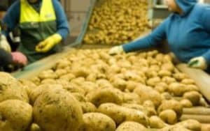 Workers sorting potatoes on conveyor belt in factory