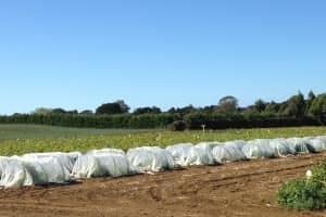 Rows of cabbage heads wrapped in white plastic outdoors