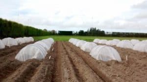 Rows of garden beds with protective plastic covers outdoors