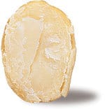 Close-up of single raw peeled macadamia nut kernel.