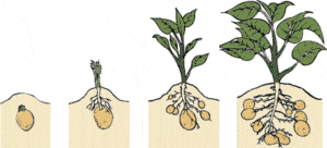 Growth stages of potato plant from sprout to mature tuber.