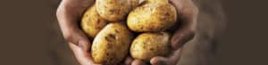 Hands holding freshly harvested dirty potatoes close-up