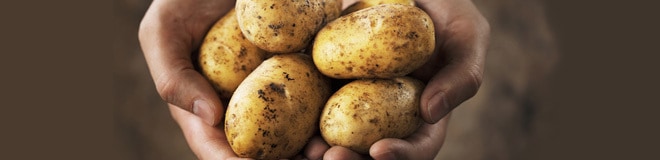 Hands holding freshly harvested dirty potatoes close-up