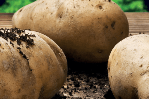 Close-up of freshly harvested potatoes with soil on them