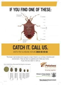 Brown marmorated stink bug identification and reporting guide poster