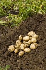 Freshly harvested potatoes lying on dark soil outdoors