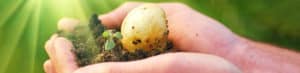 Hands holding soil with a small sprout and seed.