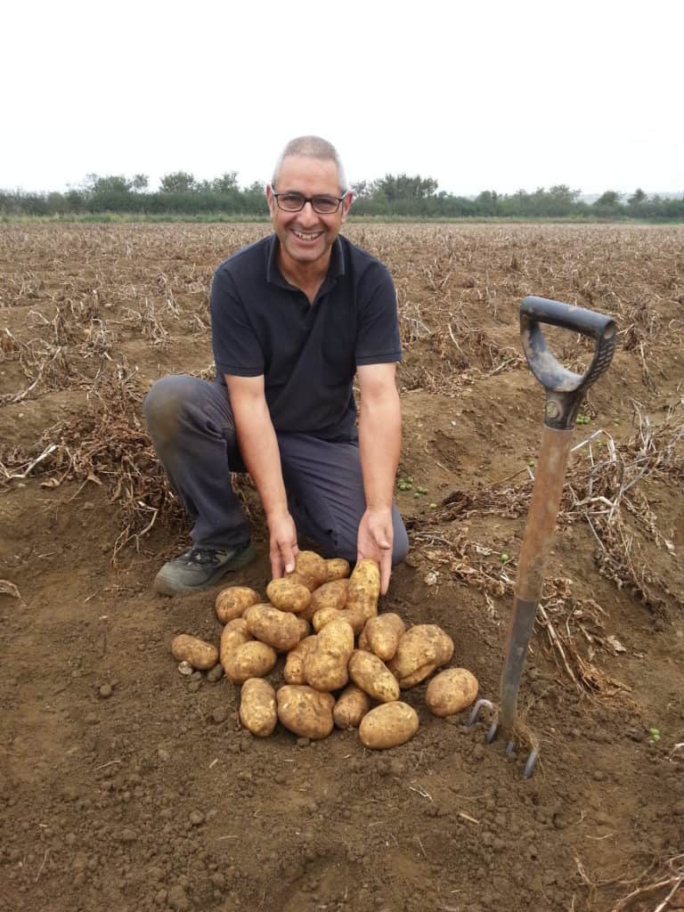 Man harvesting fresh potatoes in a field with a digging fork.