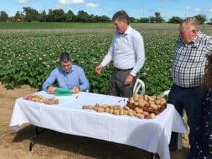 Men examining and sorting potatoes on table in field