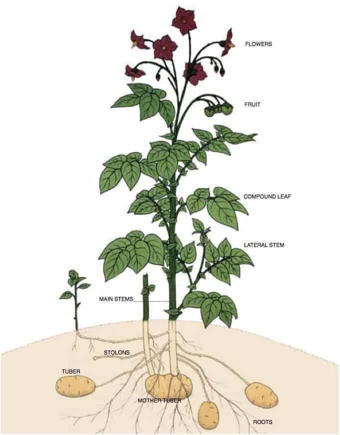 Labeled diagram of potato plant showing flowers, leaves, stems, tubers, and roots.