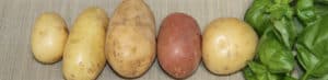 Various raw potatoes and fresh green basil leaves on fabric