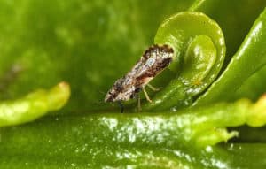 Close-up of a small moth resting on green leaf.