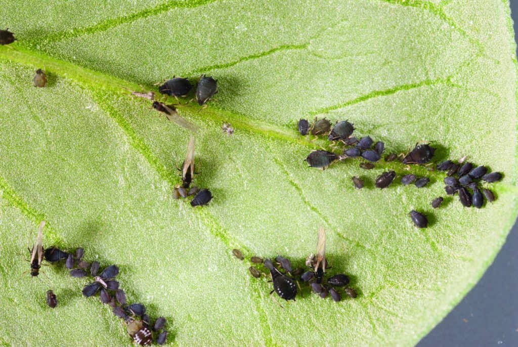 Black Bean Aphids on potato plant leaf