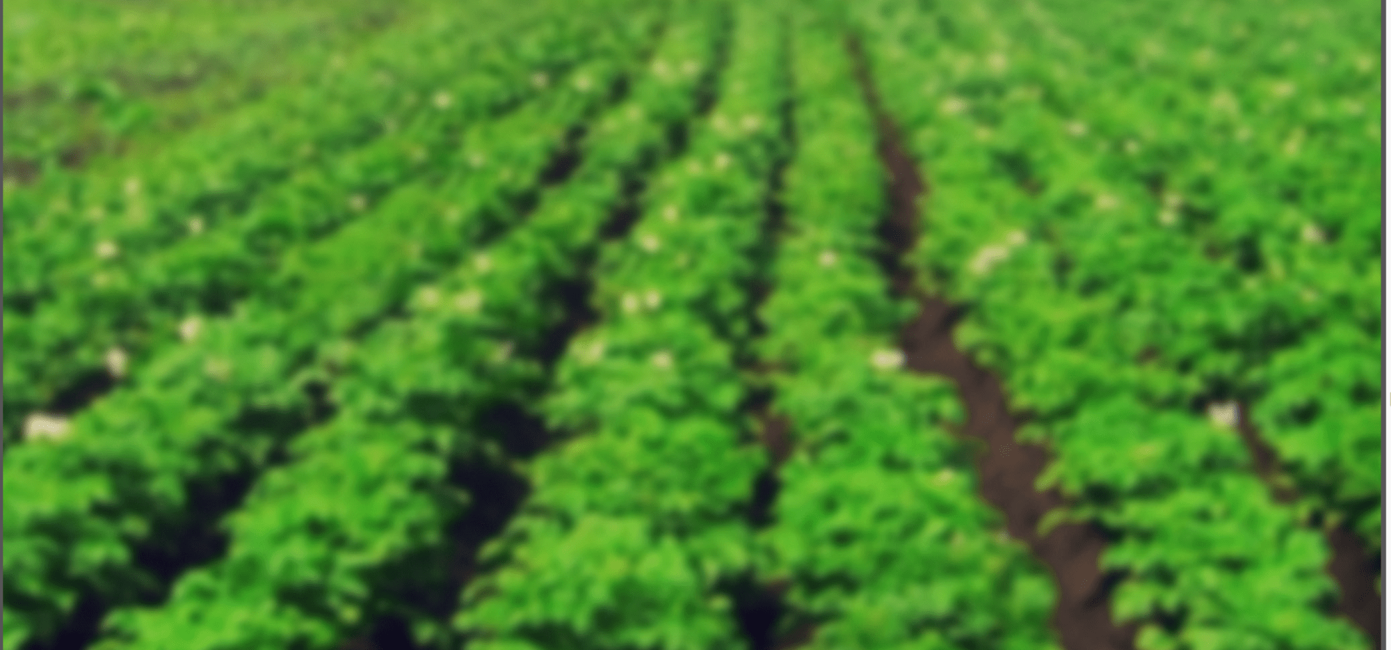Blurred green crop field with rows of plants and soil pathways