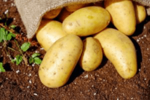 Freshly harvested potatoes spilling out of burlap sack on soil