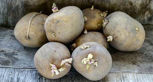 Seed potatoes