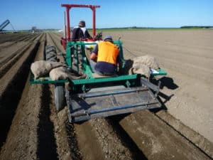 PNZ4 - Fig 1A two rowflat-bed