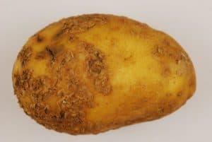 PNZ6 Research Update - Photo 1