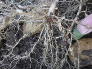 Close-up of plant roots with root nodules in soil background