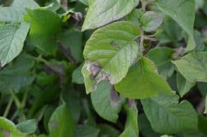 Blight symptoms on a leaf of GM Maris Piper.