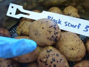 PNZ 02 Black scurf