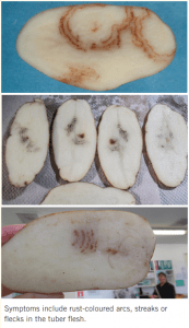 Potato tubers with rust-colored arcs, streaks, and flecks