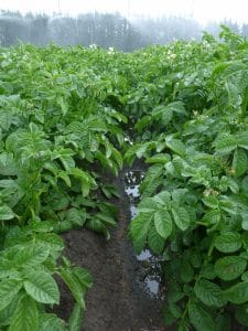 Potatoes under irrigation 004 Nov 2018