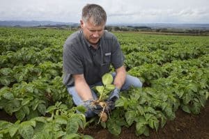 Man inspecting potato plant roots in green farm field outdoors