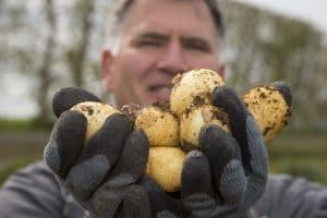 Man holding freshly harvested dirty potatoes in gloves outdoors