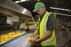Worker inspecting potatoes on conveyor belt in warehouse facility.