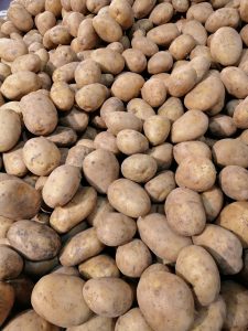Pile of fresh raw potatoes with natural soil spots