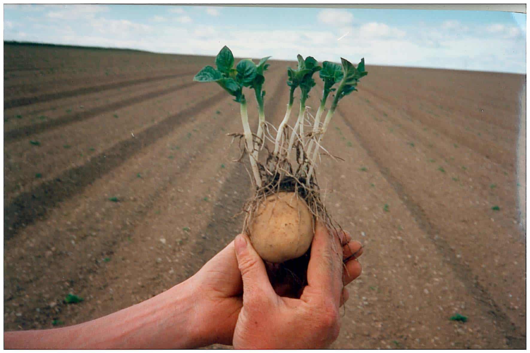 Hands holding a sprouted potato with roots in a plowed field