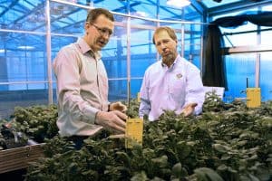 Two scientists examining plants in a greenhouse laboratory.
