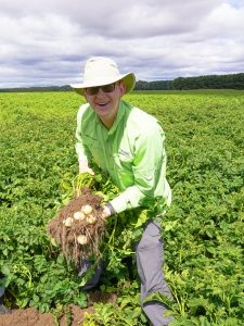 Man harvesting fresh potatoes in large green agricultural field outdoors
