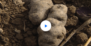 7 Sharp vid image
