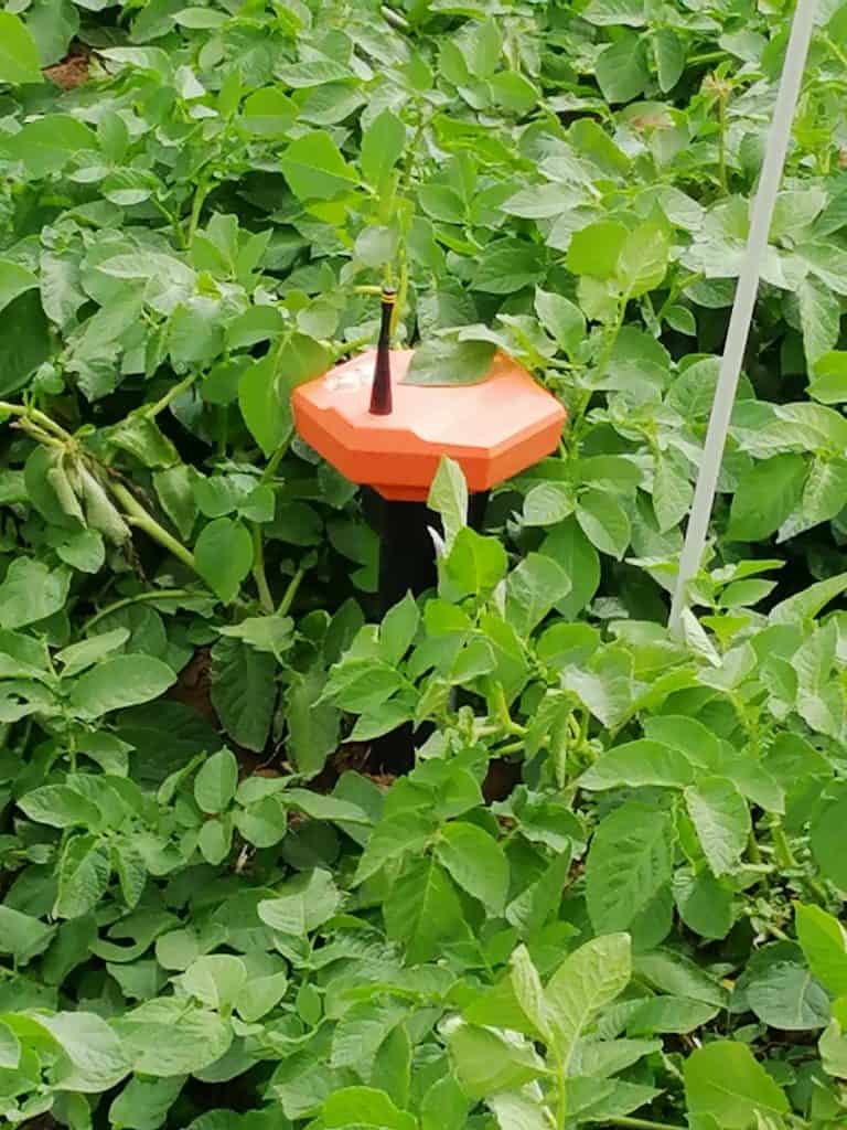 Orange soil sensor placed in green healthy potato plants field