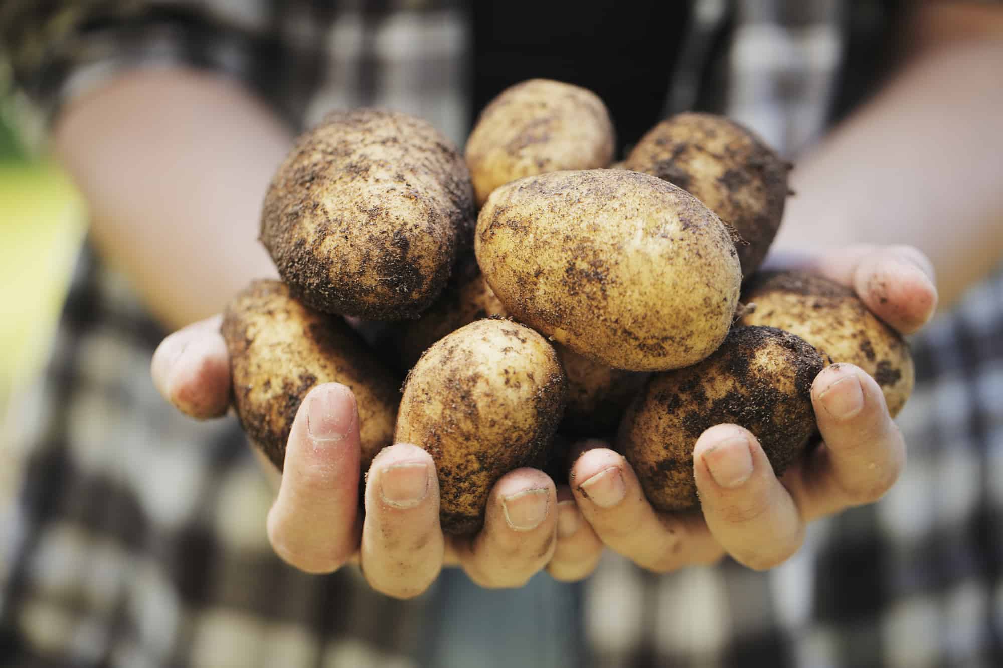 Farmer holding harvested potatoes in his hands.
