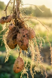 A bush of young fresh potatoes on the background of the sun in the field