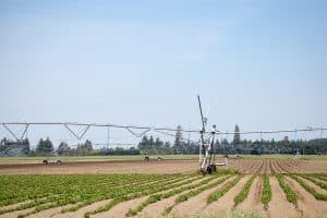 A large irrigated field with a crop of potato varieties growing, Canterbury, New Zealand