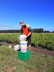 Man pouring liquid into container on farm field under clear sky