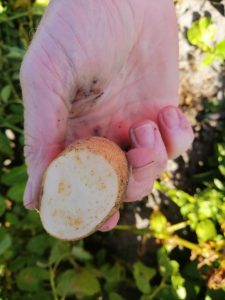 Hand holding freshly harvested cut potato with soil background