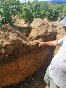 Person pointing at soil layers in a potato field trench