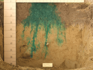 Soil profile with blue-green dye tracer and depth measurement scale
