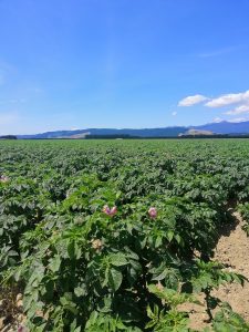 Potato field with green plants and purple flowers under blue sky.
